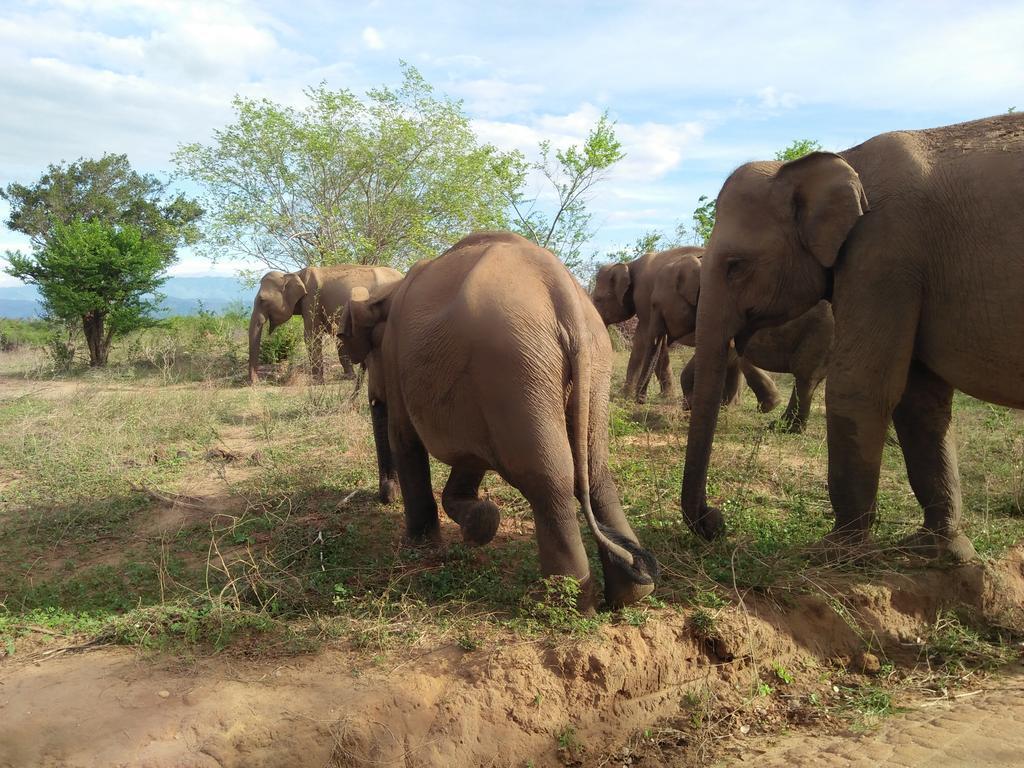 Brookline Safari Resort Удавалаве Экстерьер фото